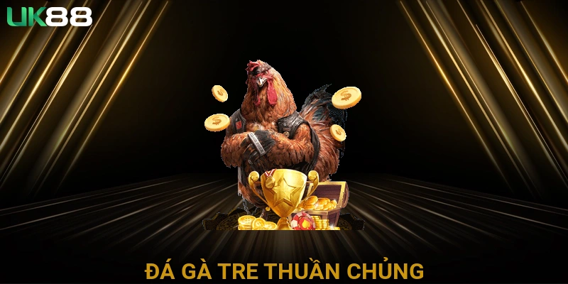 Đá gà tre thuần chủng