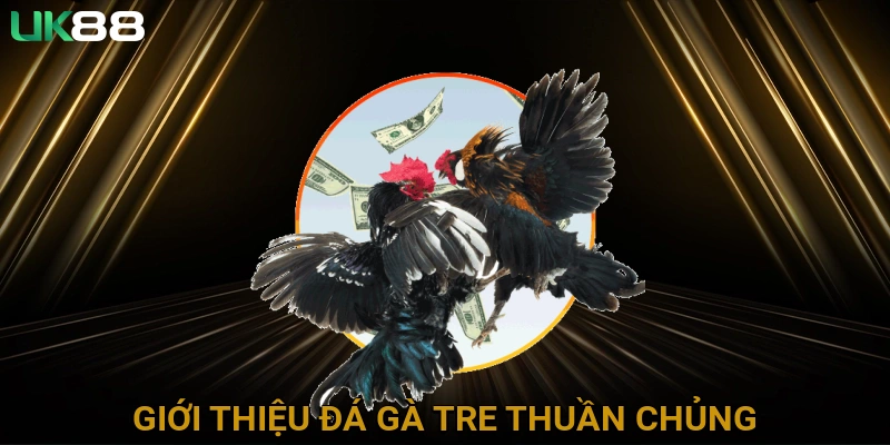Giới thiệu đá gà tre thuần chủng
