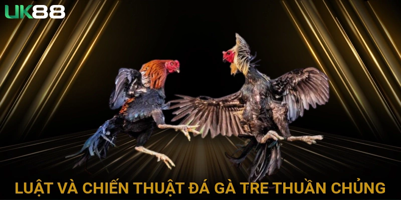 Luật lệ và chiến thuật đá gà tre thuần chủng hiệu quả