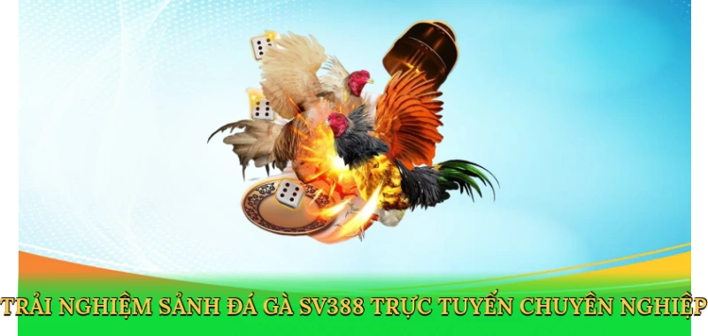 Trải nghiệm Sảnh đá gà sv388 trực tuyến chuyên nghiệp